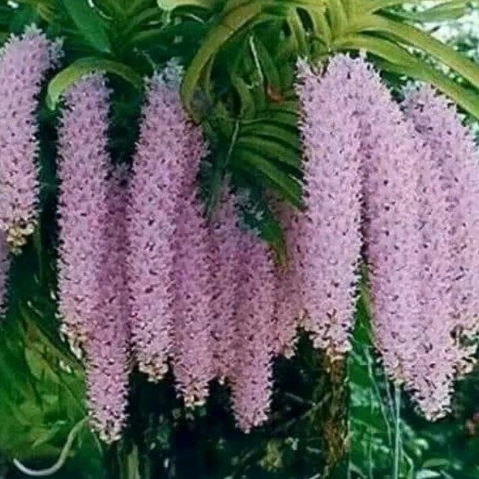 [PAKET 10] Anggrek retusa ekor tupai dewasa - tanaman hias anggrek