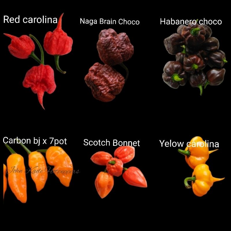 Benih Biji Cabai Carolina Reaper Red-Carolina Yelow- Habanero Chocolate-Naga Brain Choco -Scotch Bon