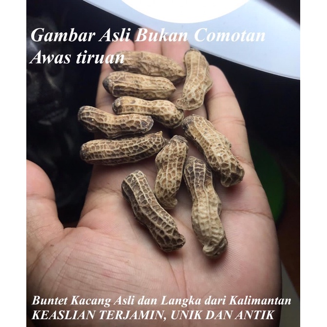 

Batu Kacang Tanah Asli Harga Satuan