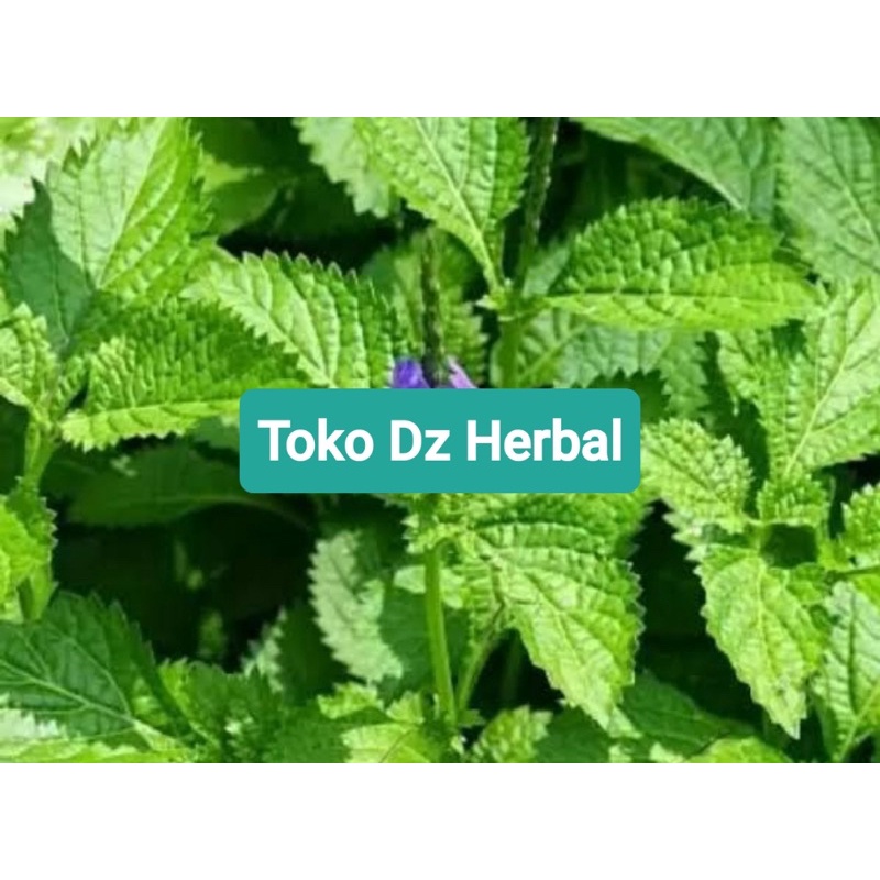 

Daun jarong atau pecut kuda segar 1 kg-az