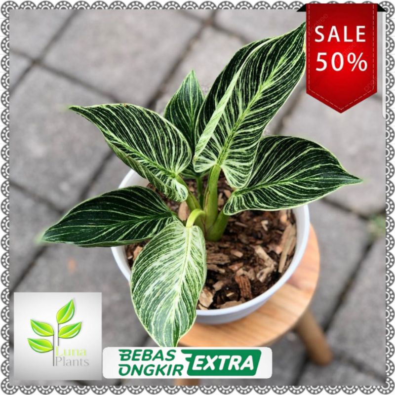 philodendron birkin - tanaman hias philodendron birkin varigata