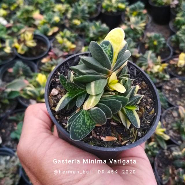 Gasteria Minima Varigata