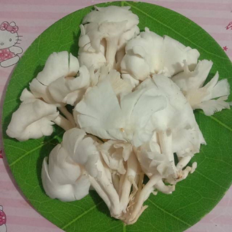 

Jamur Tiram dua bungkus Fresh