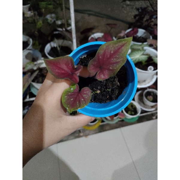 paketan caladium h22, red buterfly dan tambuna