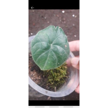 Melo Badak Rhinoskin baby