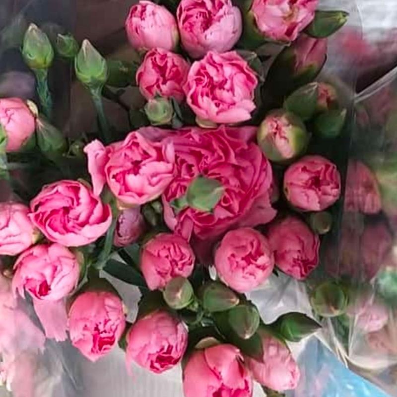 Jual bunga potong bunga carnation 10 tangkai Indonesia|Shopee Indonesia