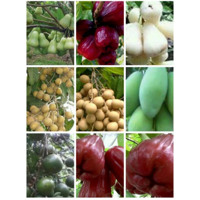 Paket 7 bibit/mangga/jamaika/kelengkeng /jambu air deli hijau,susu dan madu merah/jeruk bw.