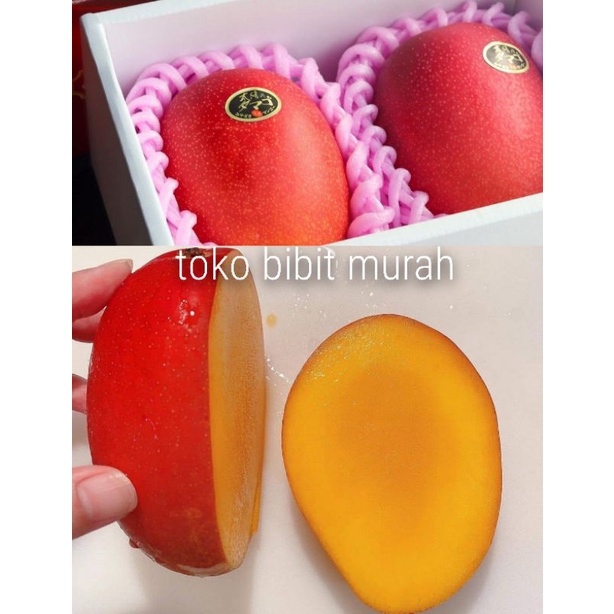 Bibit Mangga Miyazaki Okulasi Original
