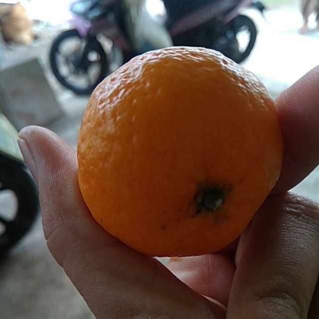 Setyo Prabu Kemeja Batik Pria Lapis Furing  Katun Primisima Batik Cabut Solo Batik Seragan