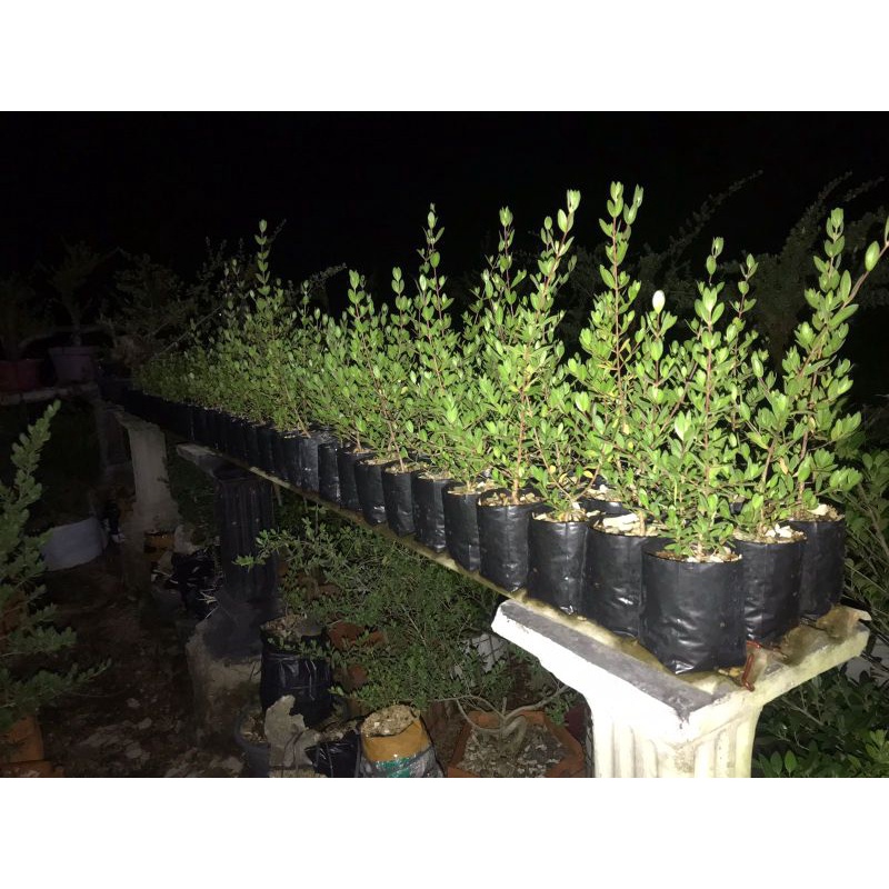 bibit bonsai santigi semai biji