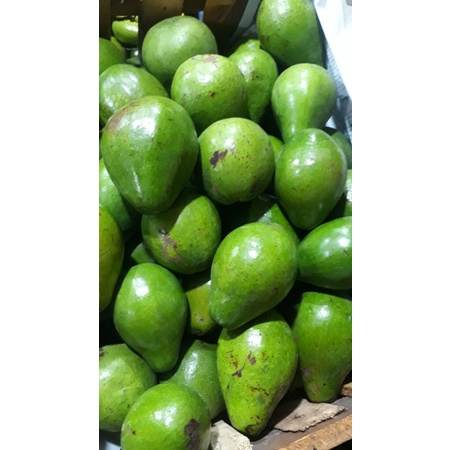 

alpukat mentega alpukat super pasar induk