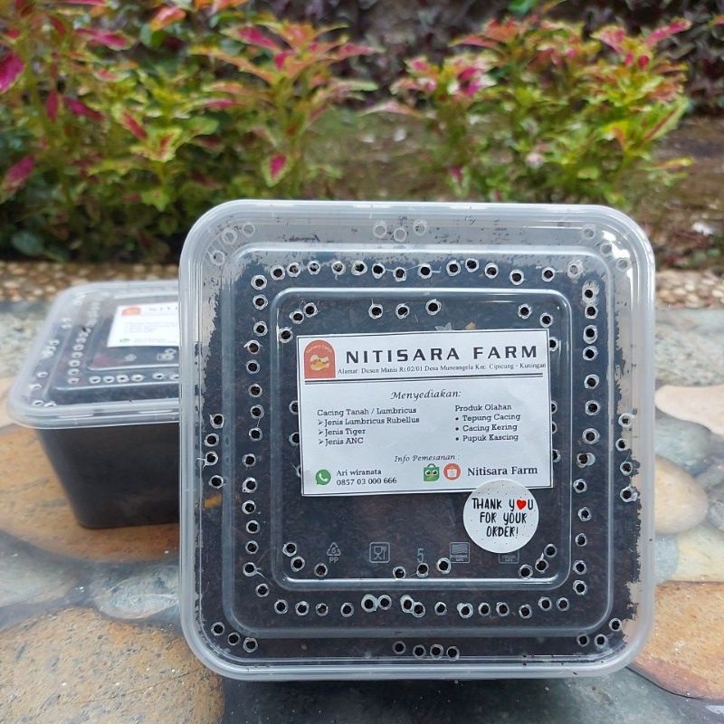 Cacing Tanah Hidup Jenis LR (Lumbricus Rubellus)