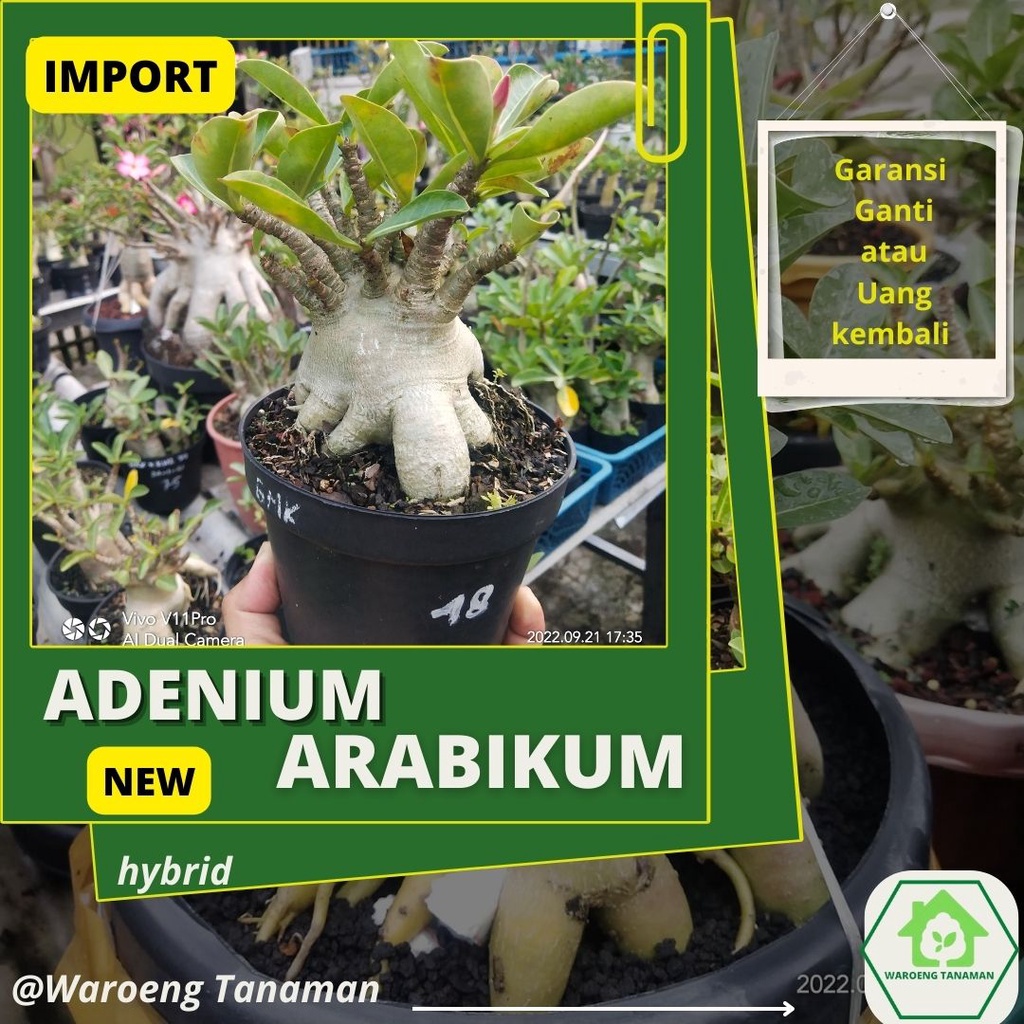 Seedling Bibit  Adenium Arab Hibryd Berkualitas Biji Import Asli Thailand Size Besar