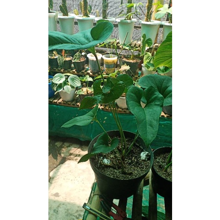 tanaman hias anthurium corong dewasa