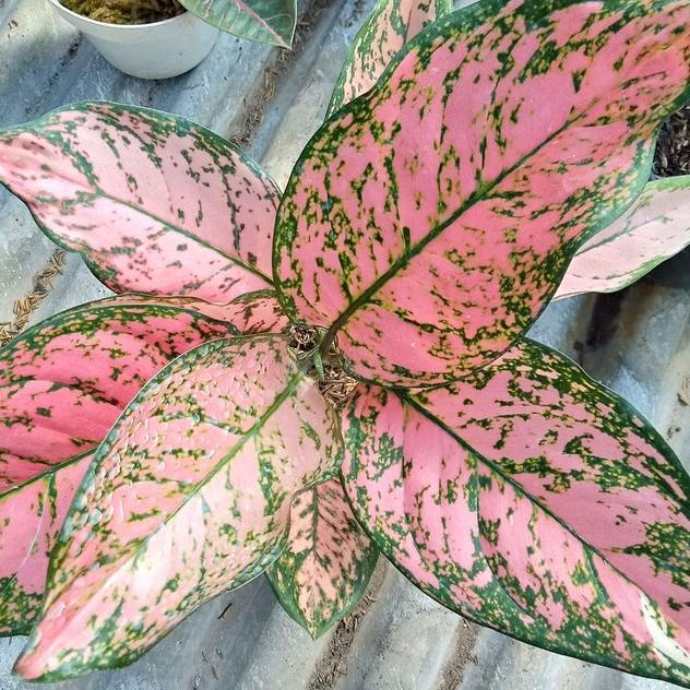 Recomended.. Aglonema lady valentine ruby valentine rubi valentine murah (BISA COD)