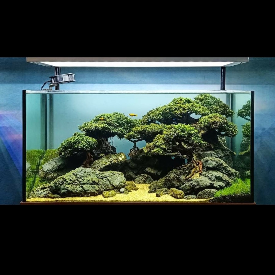 Nickz Aquascape 100cm natural Bonsai Buche Palandra Fullset