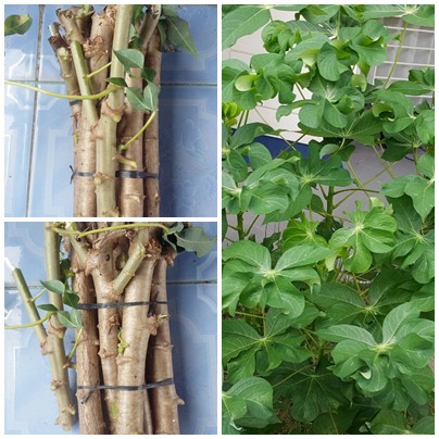 Bibit Singkong Daun Keriting Tanaman Hias Dan Konsumsi