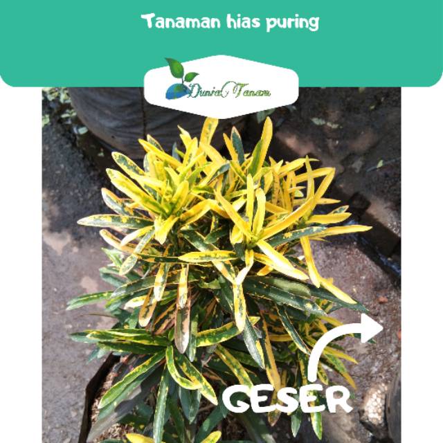 Tanaman hias puring untuk outdoor | benih tanaman / bibit pohon / bibit buah / bibit tanaman