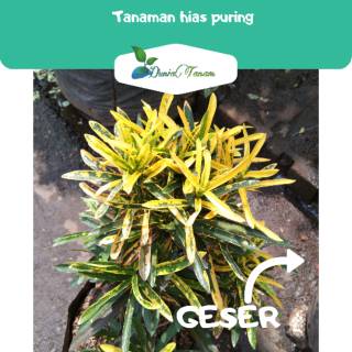  Tanaman  hias  puring untuk outdoor benih tanaman  bibit 