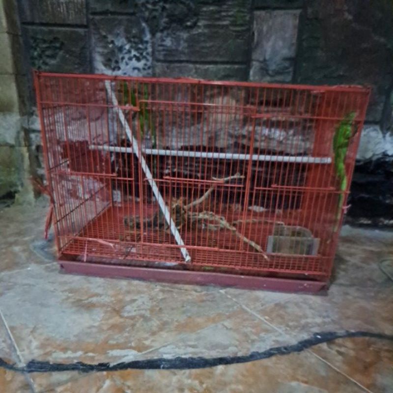 channa red barito 8cm