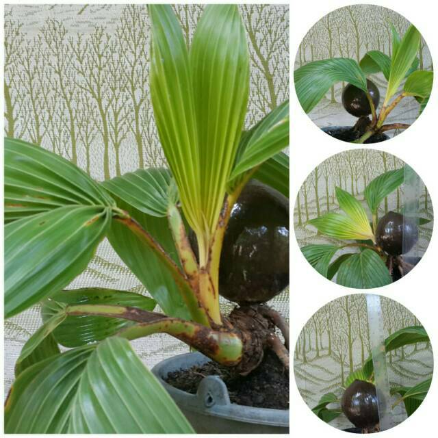 Bonsai kelapa genjah unik