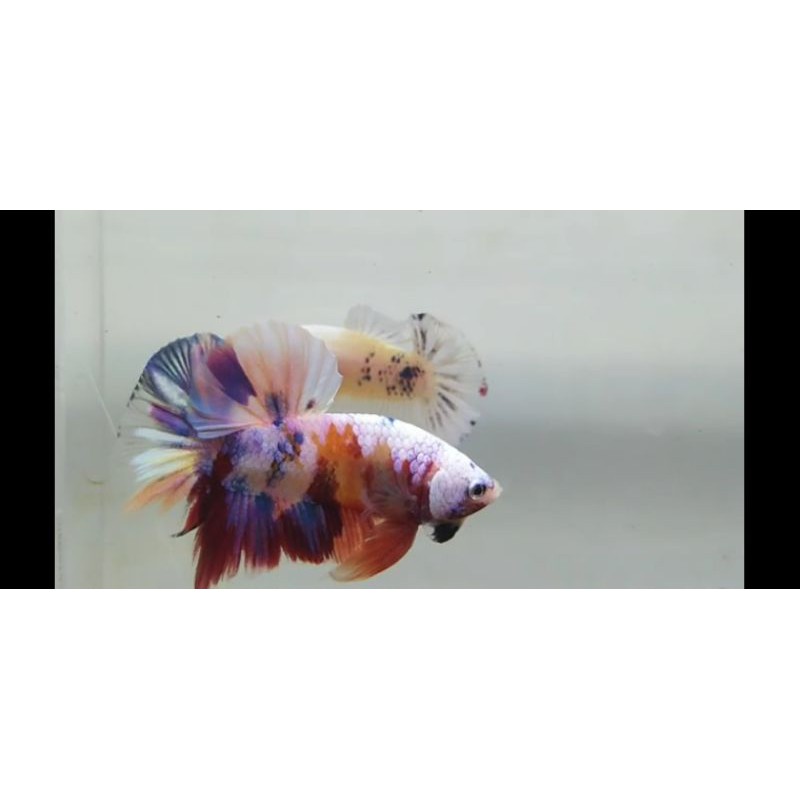 REAL PICT & VIDEO BETTA CUPANG PLAKAT KOI CANDY NEMO MULTICOLOUR FANCY JANTAN