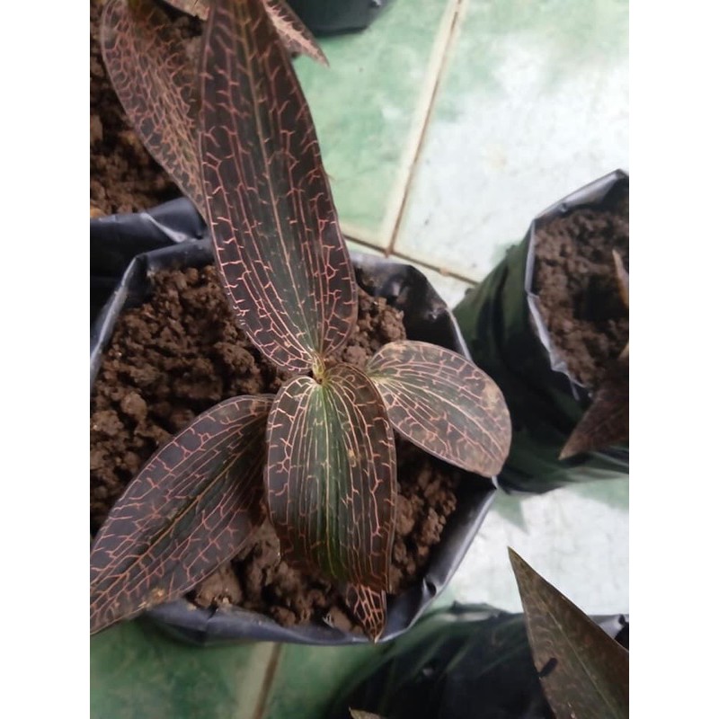 Jewel Orchid