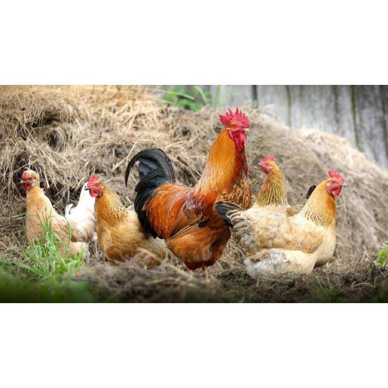 Jual Ayam Kampung Ukuran Besar Jantan Betina Hidup Shopee Indonesia