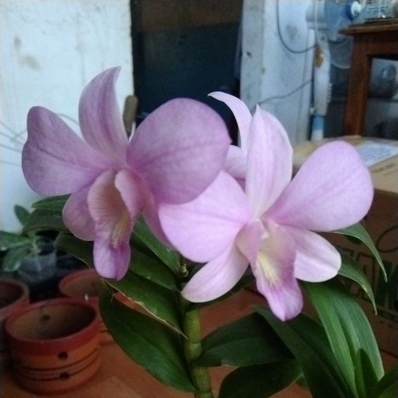 dendrobium pink besar