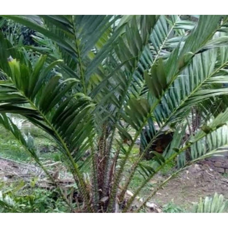 

Daun Salak 250Gram