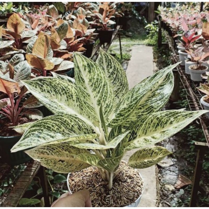 bibit bonggol aglonema legacy white/salju