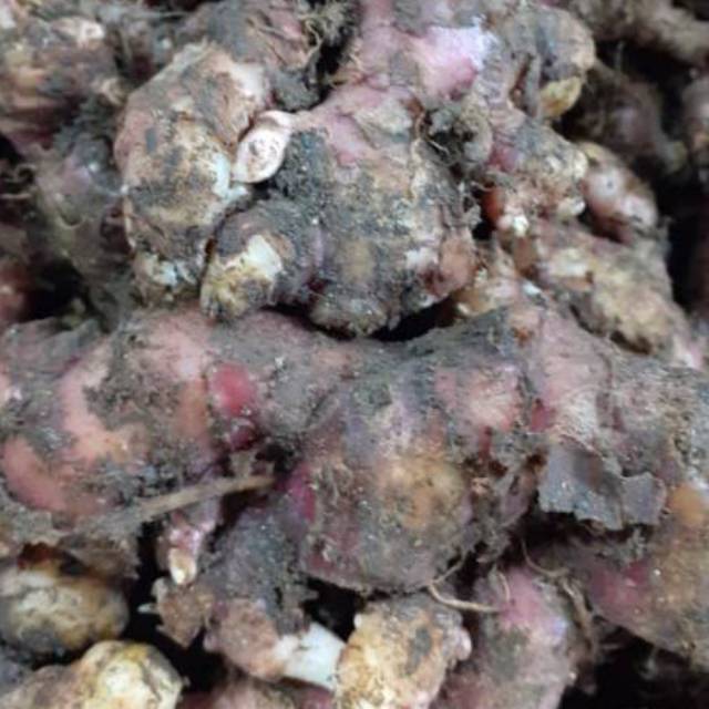 

Jahe merah super 500gram