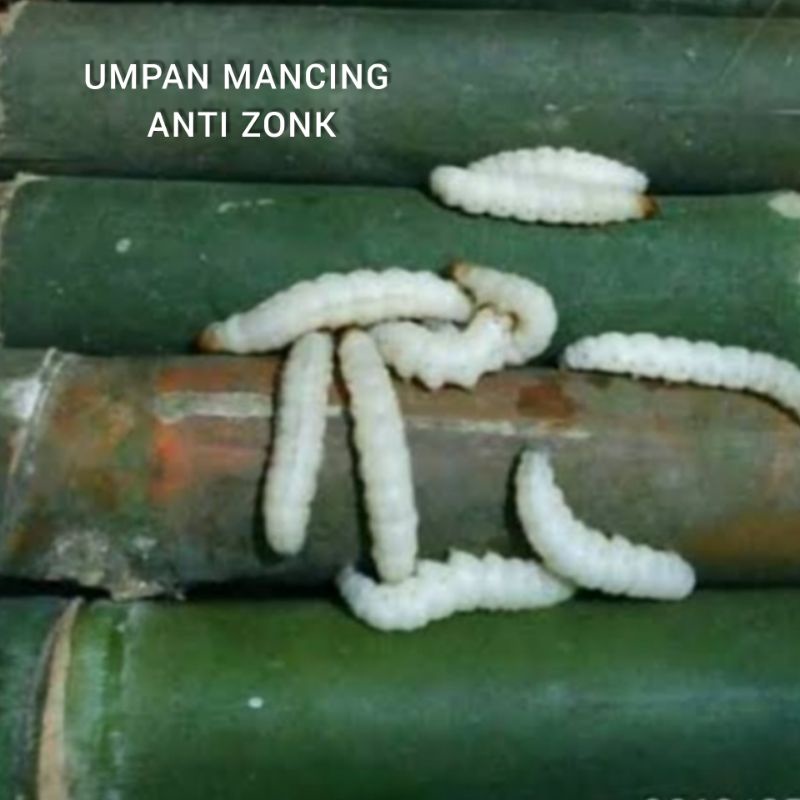 Ulat bambu Cangcilung untuk umpan mancing jitu