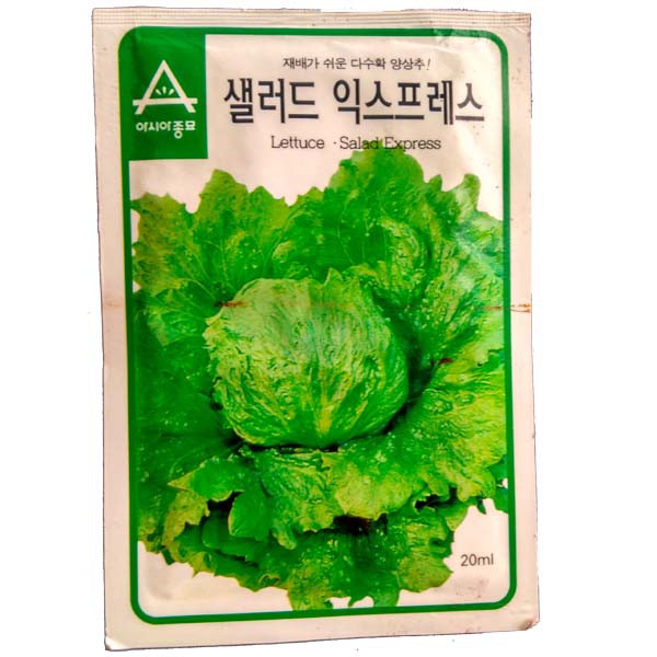 Salad express Lettuce - Benih Lettuce -10 gram