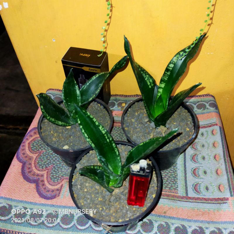 sansevieria Whitney