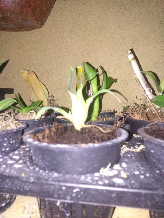 Seedling Gramma Tiger Paw