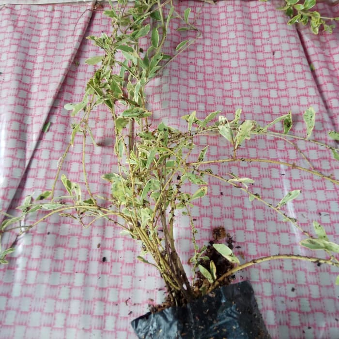 Tanaman hias lee kwan yew/likuanyu varigata