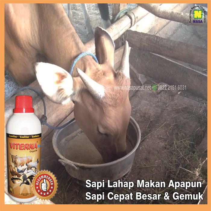 Obat Penambah Nafsu Makan Sapi