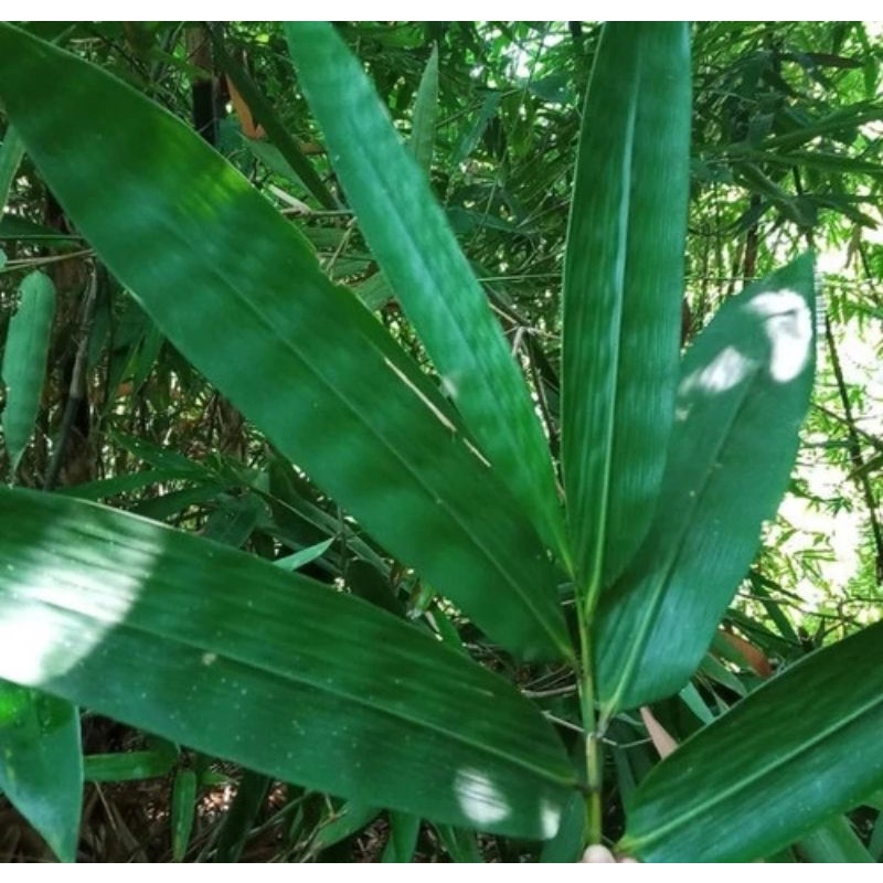 Jual Daun Bambu Fresh Gram Daun Bambu Segar Untuk Obat Herbal Dan