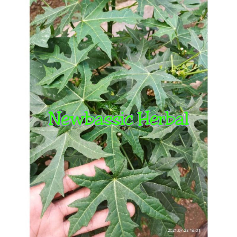 

daun gedi daun pepaya jepang