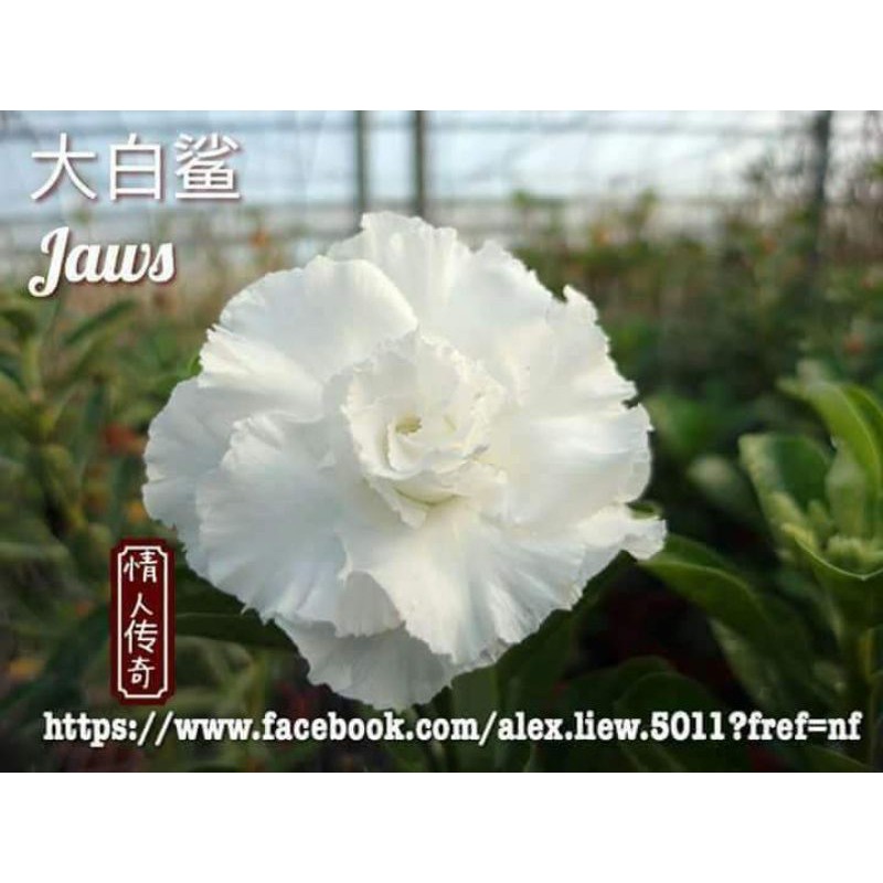 Adenium kamboja bunga tumpuk id jaws