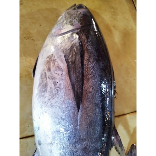 

ikan tuna fresh beku