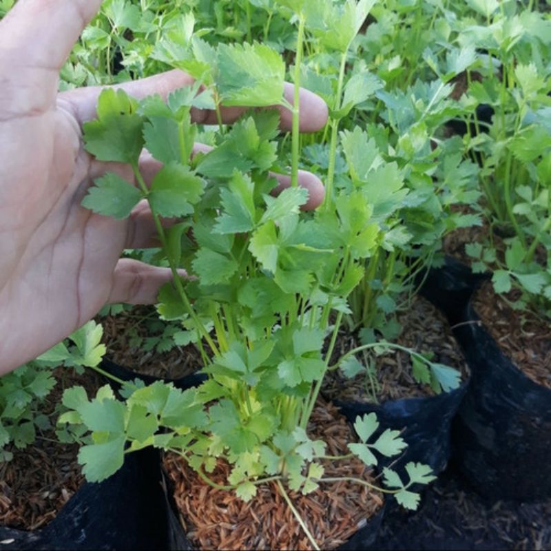 Tanaman Seledri - Tanaman Hidup Daun Seledri