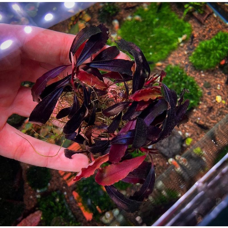 Bucephalandra_1,5kg_big_ghost_2011_original produk begeransi