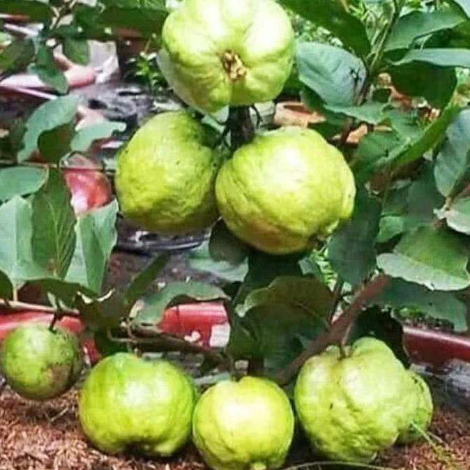 kib Bibit Jambu Kristal Taiwan Tanaman Buah Jambu Kristal