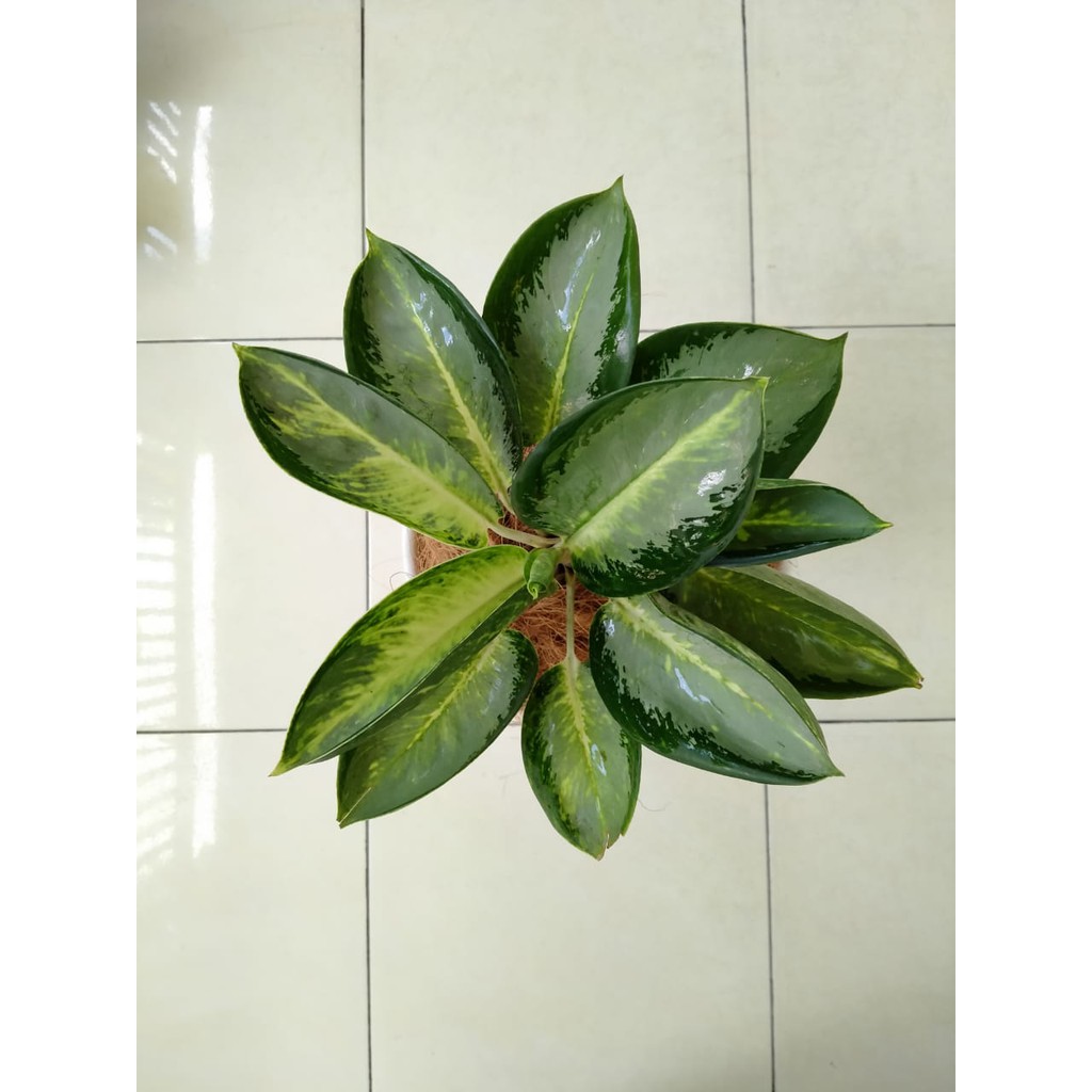 Tanaman Hias Indoor Aglaonema Aglonema Green Bowl