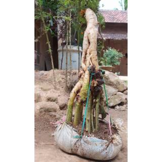 Bonsai Serut Akar Terbalik Terbaru Cahunit Com