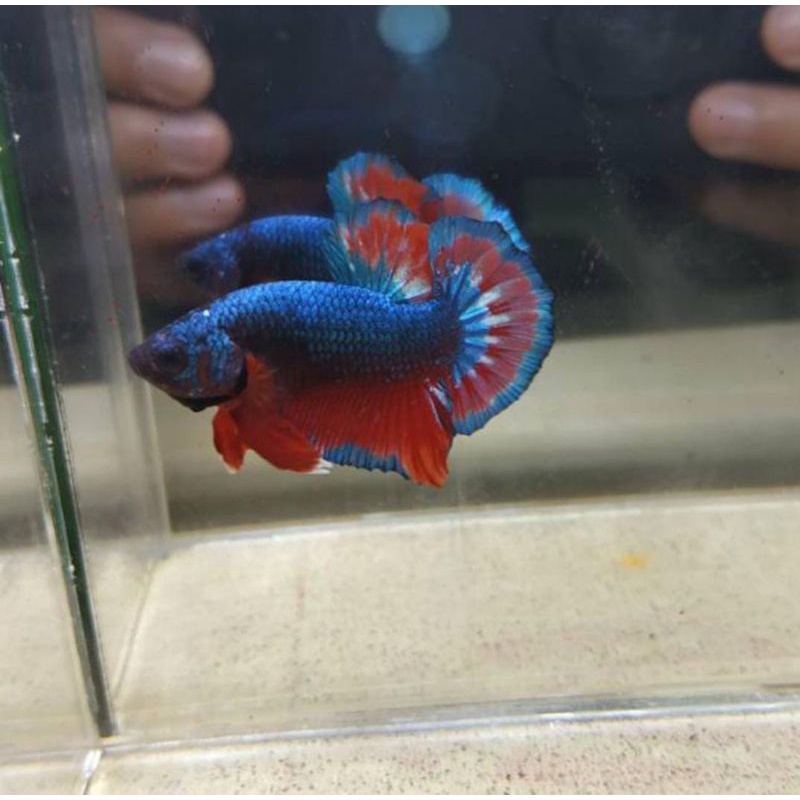 cupang pk besgel male