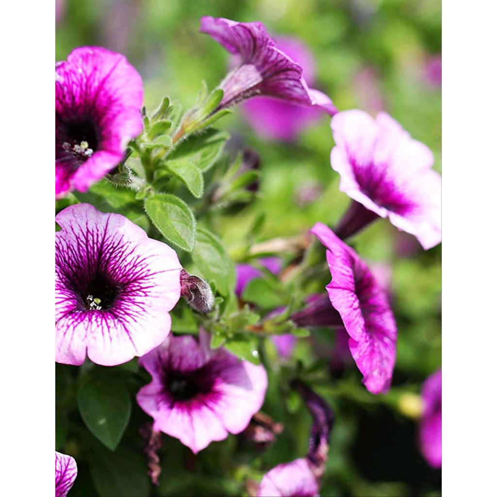 PAKET ISI 10 Benih Petunia X Hybrida -RSB1990