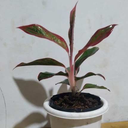 Aglonema Lipstik siam aurora Aglaonema Lipstik siam aurora